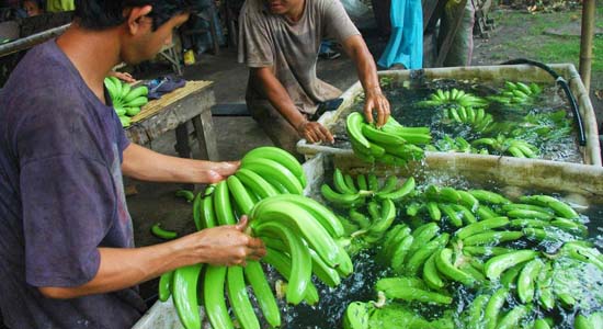 Pilipino Banana Growers and Exporters Association (PBGEA)