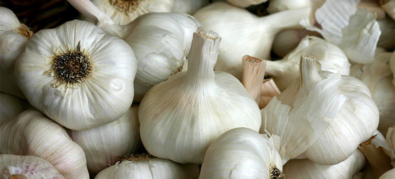 Association of Garlic Producers in Ilocos Norte (AGGPIN)