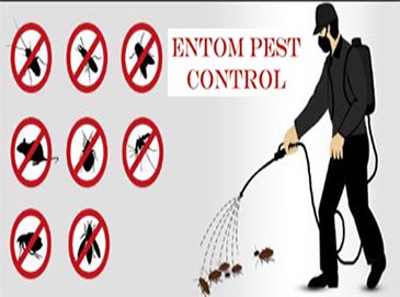 Entom Pest Control