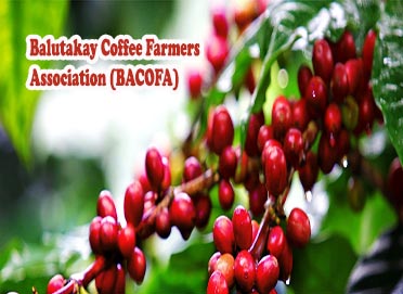 Balutakay Coffee Farmers Association (BACOFA)