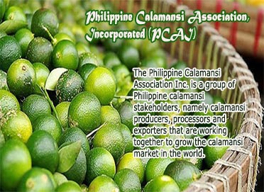 Philippine Calamansi Association, Incorporated (PCAI)