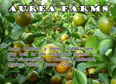 Aurea Farms