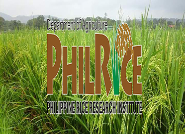 Philippine Rice Research Institute