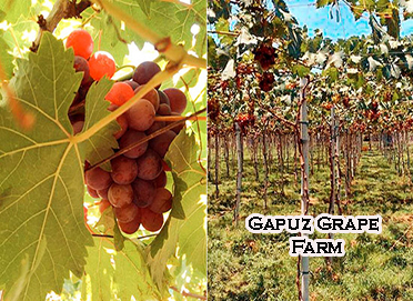 Gapuz Grape Farm